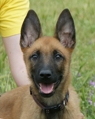 Thor con 3 meses Thor con 3 meses